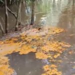 Tumpahan CPO Milik PT MPL Cemari Sungai Hingga Viral,Kades Gonis Tekam Minta Perusahaan Segera Tanggung Jawab