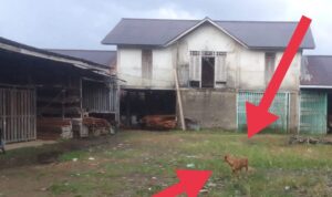 Tiga Wartawan Diteror Anjing Oleh Pemilik Gudang Kayu di Pontianak Timur