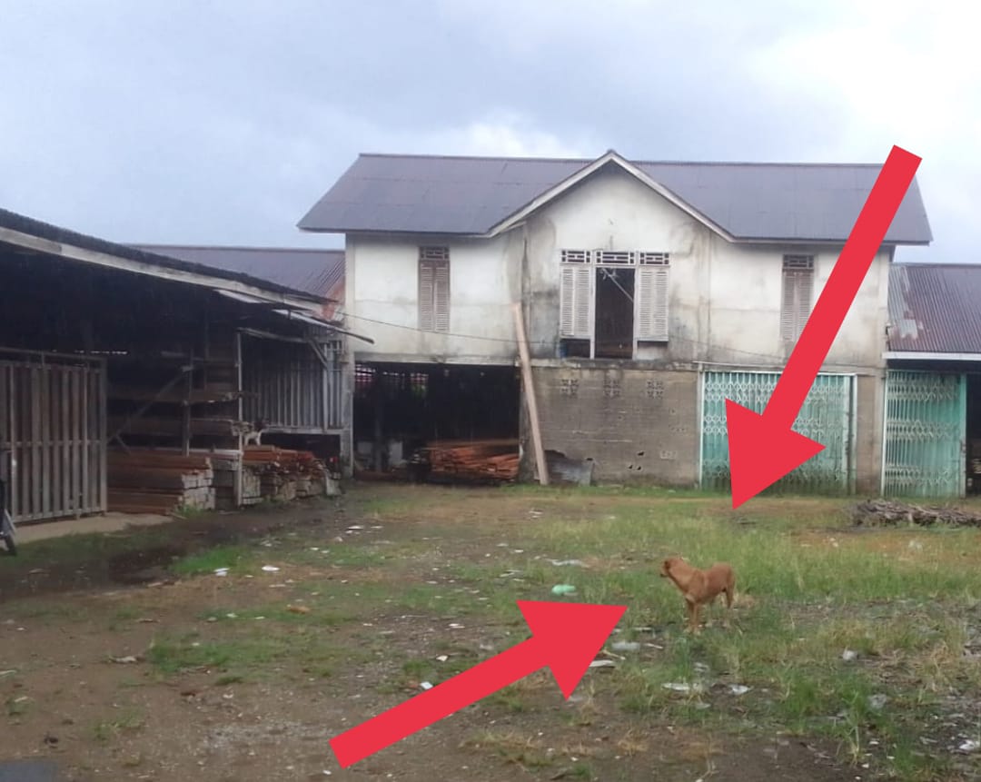 Tiga Wartawan Diteror Anjing Oleh Pemilik Gudang Kayu di Pontianak Timur