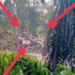 Suara Dompeng Emas Ilegal Guncang Sekadau : Aparat Diduga Jadi Pemodal dan Penerima Upeti