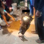 Sadis! Anak 13 Tahun Dianiaya Berat di Ketapang, Polisi Tangani Kasusnya