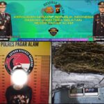 Satresnarkoba Polres Pagaralam Amankan Pelaku Tindak Pidana Narkotika