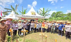 *Polres Pagaralam Sukseskan program prioritas pemerintah melalui Panen Raya Jagung Serentak Kuartal II Tahun 2025*