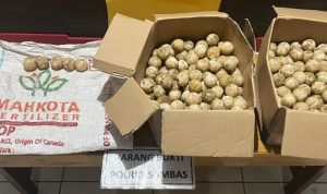 Curi 445 Telur Penyu di Kawasan Konservasi Paloh, Dua Pria Ditangkap Polisi