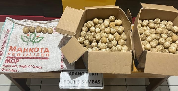 Curi 445 Telur Penyu di Kawasan Konservasi Paloh, Dua Pria Ditangkap Polisi