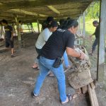Polres Bone Bongkar Lokasi Diduga Judi Sabung Ayam, Tegaskan Komitmen Penegakan Hukum Tanpa Pandang Bulu
