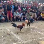 BREAKING NEWS: Sabung Ayam Bertaruhan Puluhan Juta di Putussibau: Kenapa Aparat Bungkam?