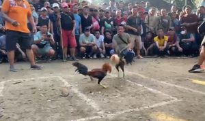 BREAKING NEWS: Sabung Ayam Bertaruhan Puluhan Juta di Putussibau: Kenapa Aparat Bungkam?