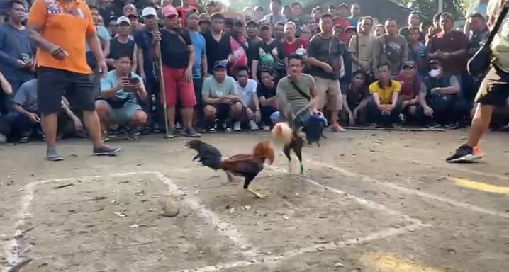 BREAKING NEWS: Sabung Ayam Bertaruhan Puluhan Juta di Putussibau: Kenapa Aparat Bungkam?