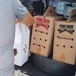Judi Sabung Ayam Kembali Marak di Putussibau, Dugaan Kebal Hukum Menguat