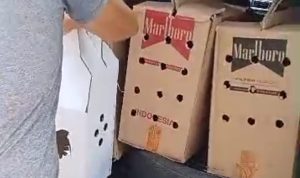 Judi Sabung Ayam Kembali Marak di Putussibau, Dugaan Kebal Hukum Menguat