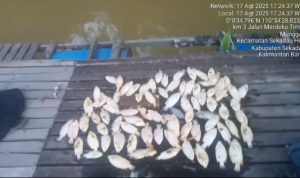 PETI Sekadau Bikin Ikan Keramba Mati Massal, Warga Minta Presiden Prabowo Turun Tangan