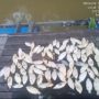 PETI Sekadau Bikin Ikan Keramba Mati Massal, Warga Minta Presiden Prabowo Turun Tangan