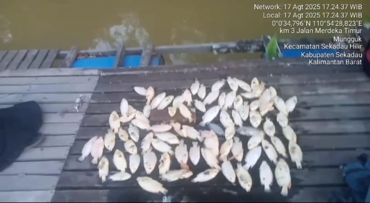 PETI Sekadau Bikin Ikan Keramba Mati Massal, Warga Minta Presiden Prabowo Turun Tangan