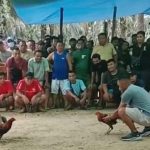 Judi Sabung Ayam Cemari HUT RI ke-80 di Sekadau, APH Dinilai Tutup Mata