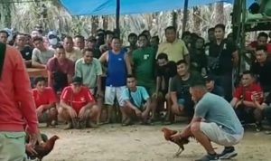 Judi Sabung Ayam Cemari HUT RI ke-80 di Sekadau, APH Dinilai Tutup Mata