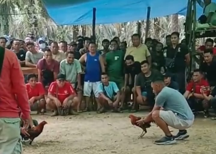 Judi Sabung Ayam Cemari HUT RI ke-80 di Sekadau, APH Dinilai Tutup Mata