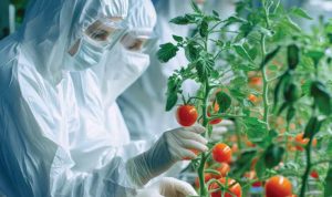 Teknologi Infusion Astyfarm: Gabungan Tomat dan Stevia yang Revolusioner