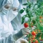 Teknologi Infusion Astyfarm: Gabungan Tomat dan Stevia yang Revolusioner