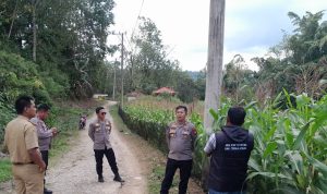 Tingkatkan Produktivitas, Kabag SDM Polres Toraja Utara Tinjau Kebun Jagung di Lembang Misa’ Ba’bana