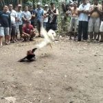“Resahkan Masyarakat, Judi Sabung Ayam di Belitang Hilir Diduga Berjalan”