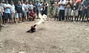 “Resahkan Masyarakat, Judi Sabung Ayam di Belitang Hilir Diduga Berjalan”