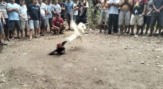 “Resahkan Masyarakat, Judi Sabung Ayam di Belitang Hilir Diduga Berjalan”
