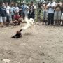 “Resahkan Masyarakat, Judi Sabung Ayam di Belitang Hilir Diduga Berjalan”