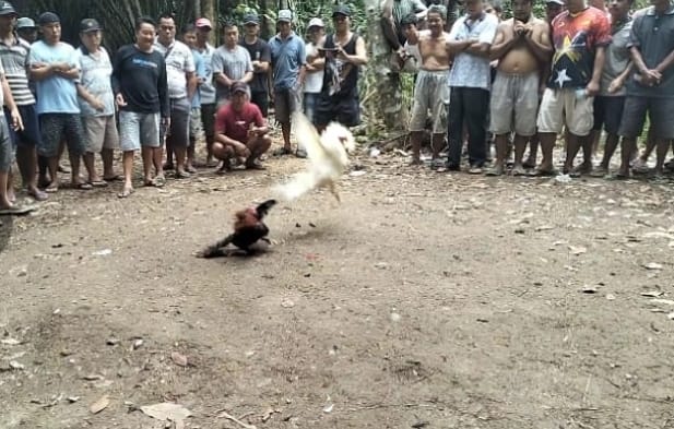 “Resahkan Masyarakat, Judi Sabung Ayam di Belitang Hilir Diduga Berjalan”
