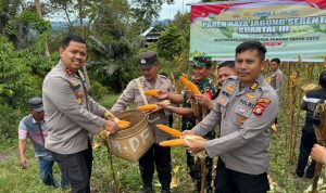 Dukung Program Swasembada Pangan, Polres Toraja Utara Gelar Panen Raya Jagung Serentak Kuartal III di Rantebua Sumalu