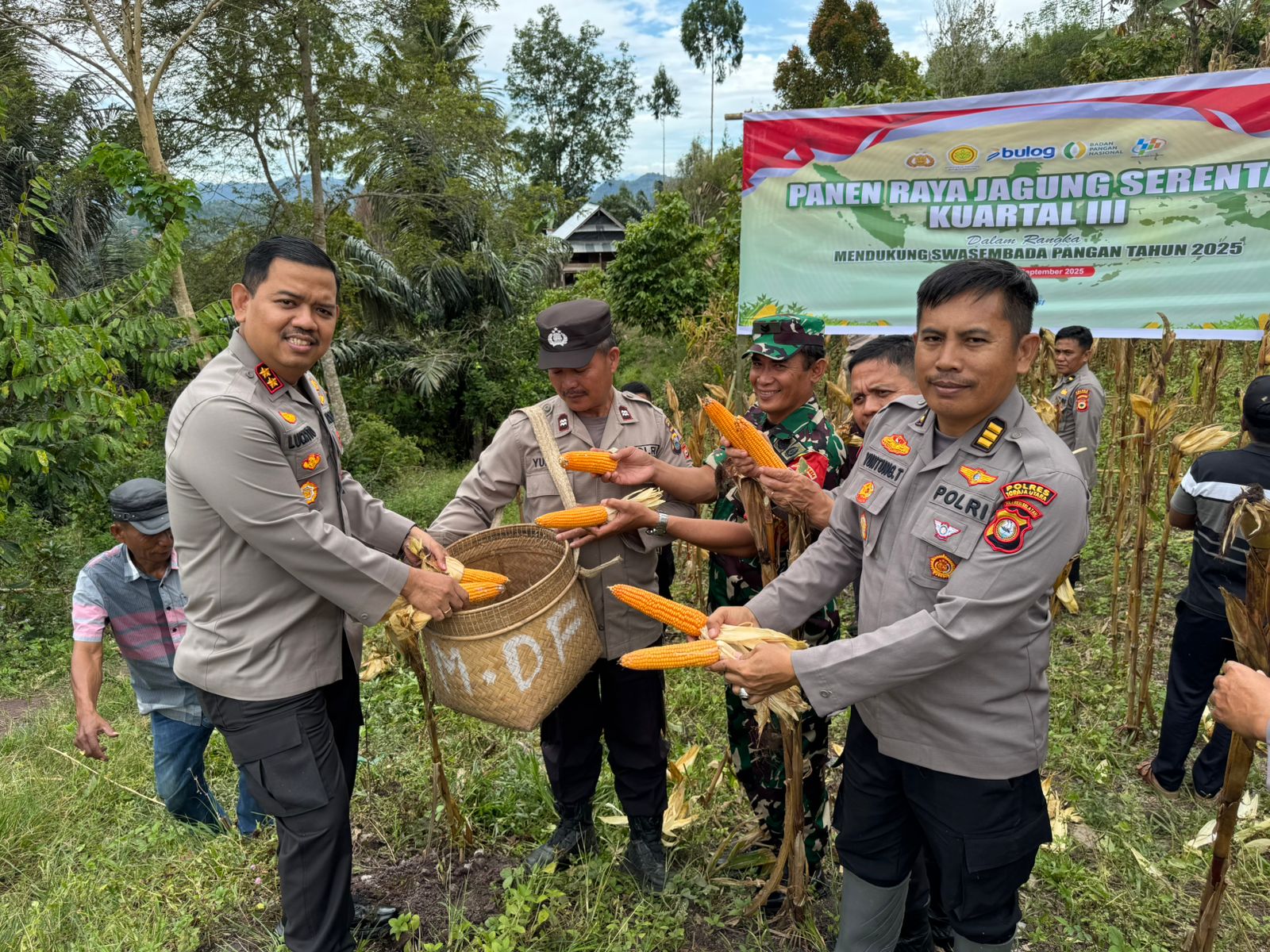 Dukung Program Swasembada Pangan, Polres Toraja Utara Gelar Panen Raya Jagung Serentak Kuartal III di Rantebua Sumalu