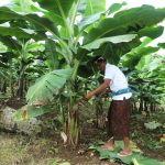 Berdaya dengan Akses Reforma Agraria, Desa Asahduren Lebih Produktif dengan Pisang Cavendish