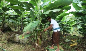 Berdaya dengan Akses Reforma Agraria, Desa Asahduren Lebih Produktif dengan Pisang Cavendish
